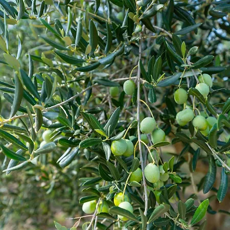 My Dalmatia - Nadalina With Private Pool And Jacuzzi Tatil Evi Vodice