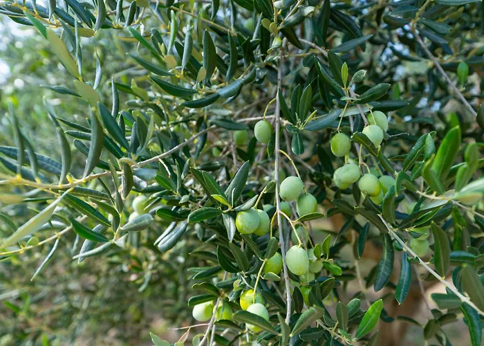 My Dalmatia - Nadalina With Private Pool And Jacuzzi Prázdninový dům Vodice