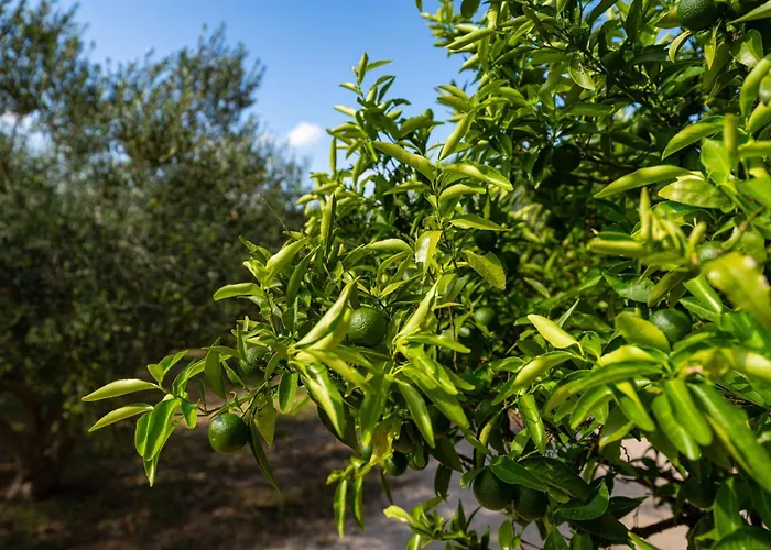 Feriehus My Dalmatia - Nadalina With Private Pool And Jacuzzi *